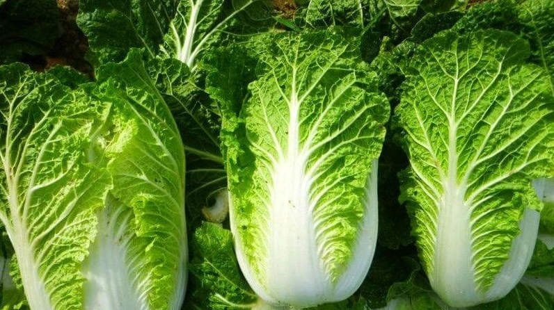 Chọn cây cải thảo có kích thước vừa phải
