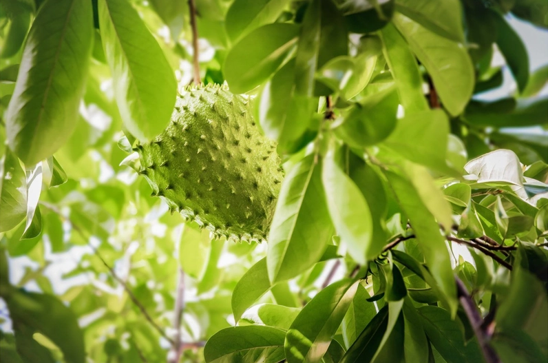 Lượng vitamin C dồi dào trong quả mãng cầu giúp tăng cường hệ miễn dịch