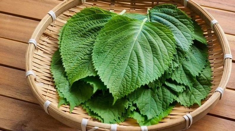 Nhiều món ăn ngon có sử dụng lá tía tô làm rau ăn kèm